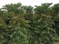 Planta